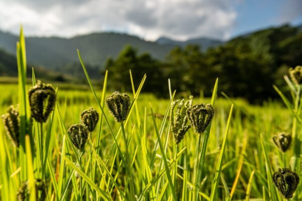 Green buds